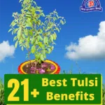 21 Best Tulsi Benefits for physical and mental health