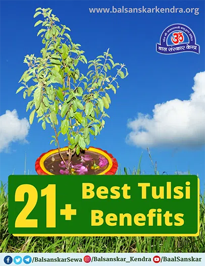 21+ Best Tulsi Benefits in Hindi [For Physical & Mental Health]