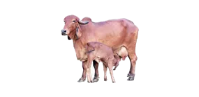 gaushala-logo.png